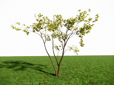 乔木 鸡爪槭 禅意景观植物 新中式乔木 庭院造景植物 3d精品青枫