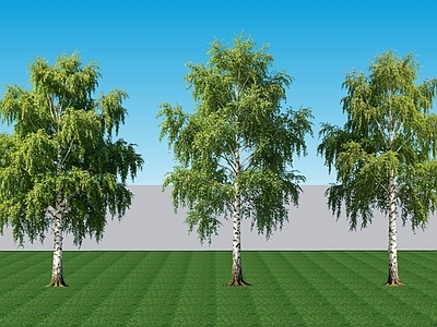 极简乔木 阔叶2D落叶白杨 景观树阔叶白杨 行道配植乔木白杨 落叶乔木白杨