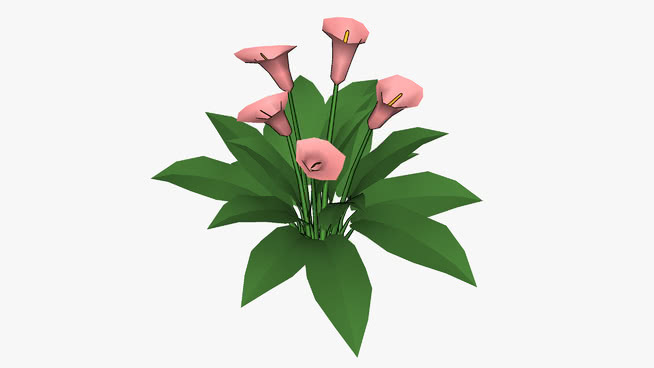 马蹄莲 花 画 植物 其他