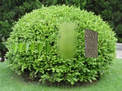 绿植墙