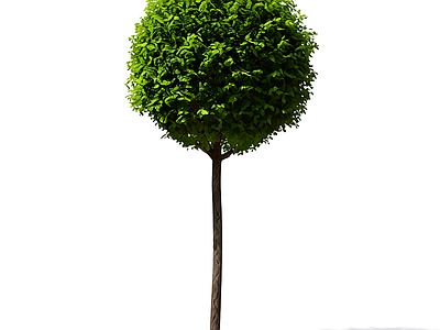 球冠树造型植物