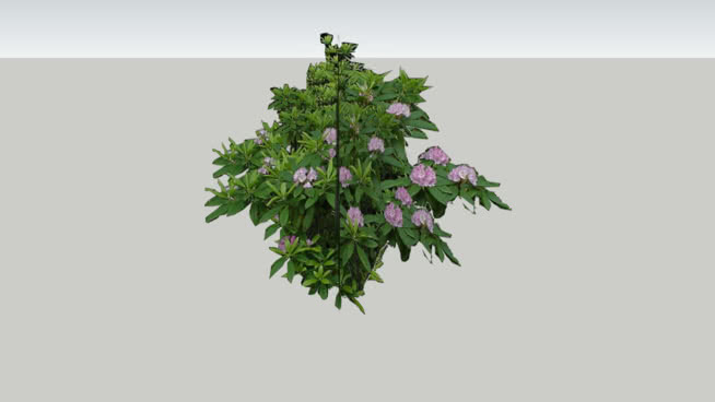 rhodondendron 2D 其他 画 花