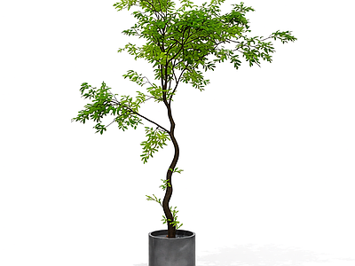 盆栽植物装饰