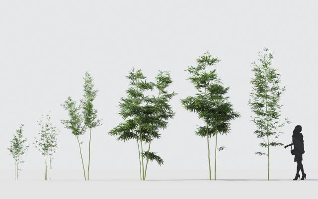 现代 竹子 植物 花卉