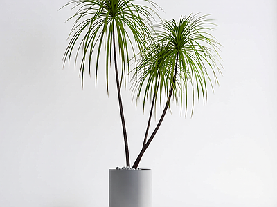 盆栽植物组合