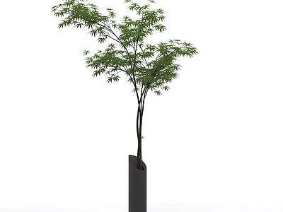 带盆绿植盆栽