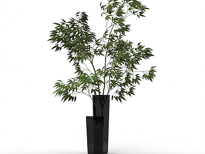 盆栽植物组合