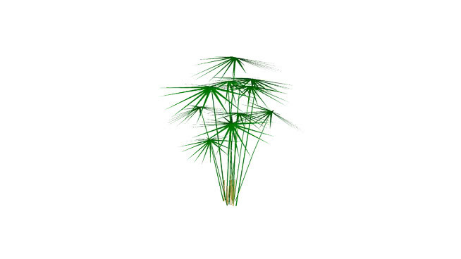 伞形植物 植物 画 其他 烟花 菠萝