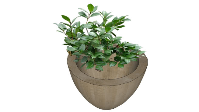 植物盆栽 花盆 其他