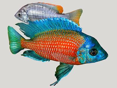 Borleyi Rojo （Copadichromis-Borleyi）