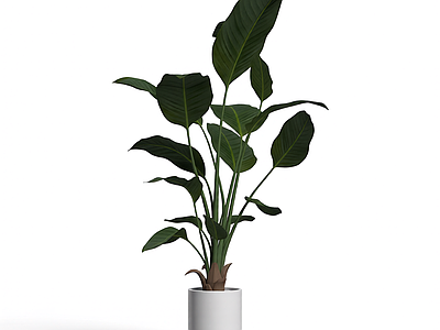 盆栽植物装饰