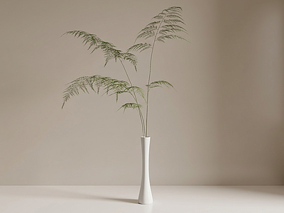 造型绿植草本植物