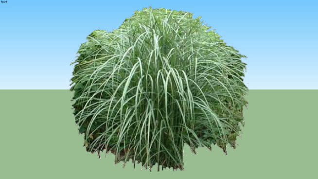 Miscanthus二维 草地 拭子 扫帚 其他