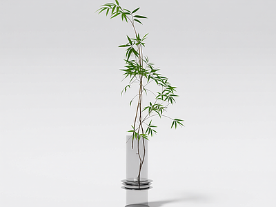 盆栽竹子植物