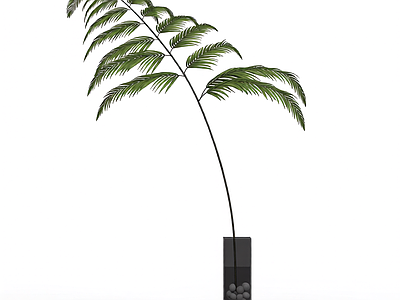 盆栽蕨类植物