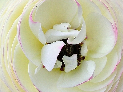 花朵纹理