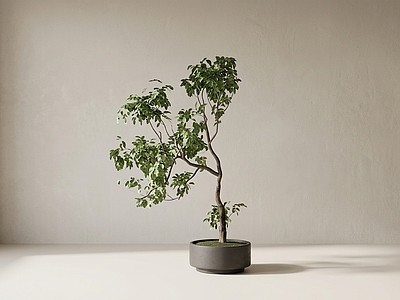 艺术绿植盆栽