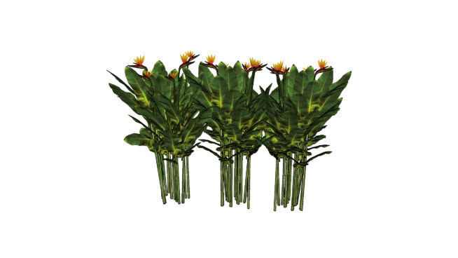 鹤望兰 花 其他 画