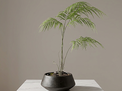 绿植盆栽盆栽