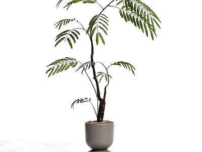 盆栽植物装饰