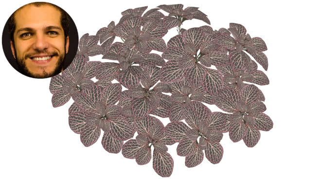 白花Fittonia albivenis planta mosaico vermelha 钱 饰品 钞票 发卡 绳子