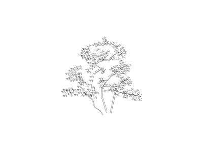 乔木种植 园林常见植物品种图例及说明