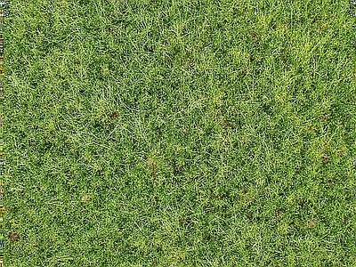 绿茵草地 草皮