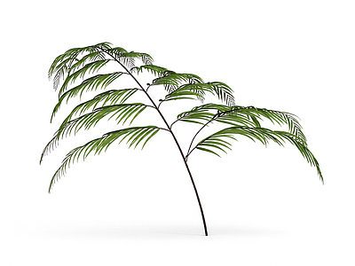 绿色蕨类植物模型