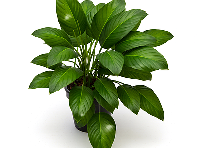 绿色盆栽植物模型