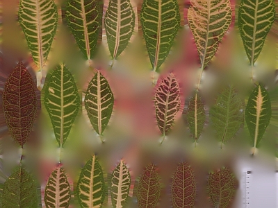 绿植墙