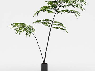 盆栽植物带花盆