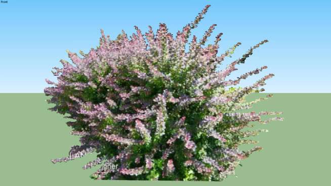 小檗属植物 其他 花