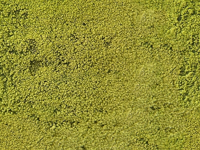 绿植墙
