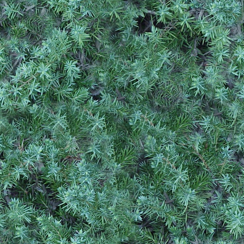 植物 自然元素