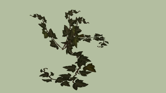 常春藤 植物 其他 画 蜜蜂 油菜花田
