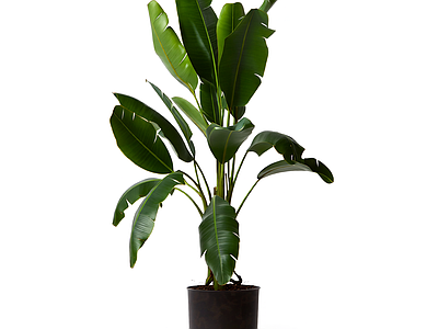 盆栽植物带花盆