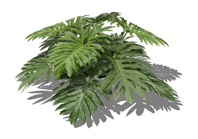 3D植物春羽