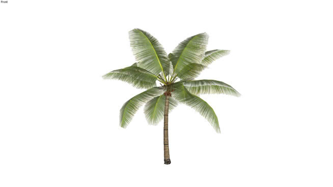 椰子树 其他 画 沙滩 菠萝