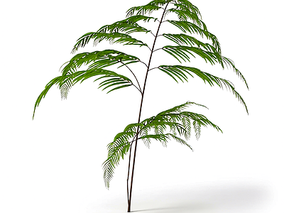 绿色蕨类植物模型
