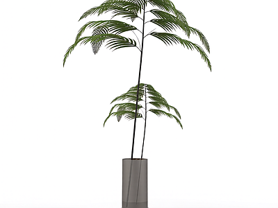 盆栽蕨类植物