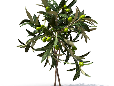 小型橄榄枝植物