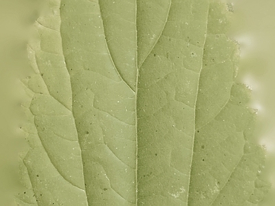 绿植墙