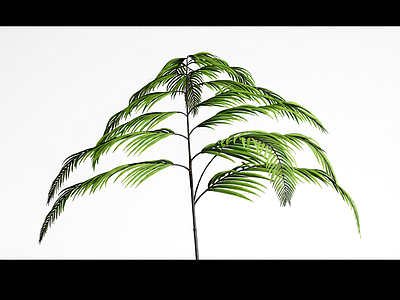 绿色蕨类植物模型