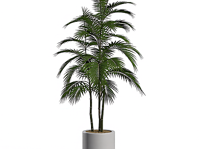 盆栽植物组合