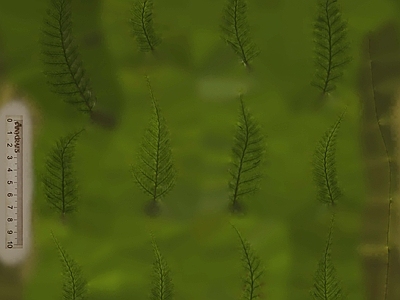 鱼缸