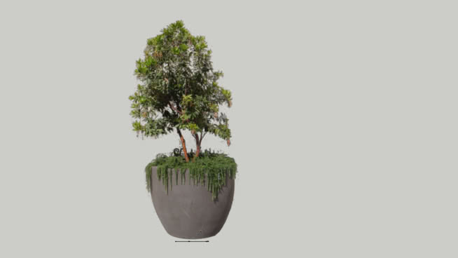 草莓树杨梅 花瓶 植物 其他 迷雾 飞艇