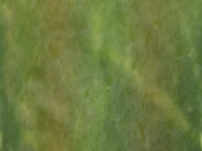 绿植墙