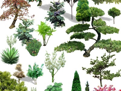 植物 树 免抠psd 树干