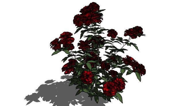 三维玫瑰 画 植物 其他 花 美女