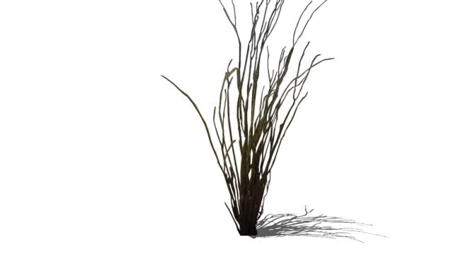 二维沙漠仙人掌（阴影） 画 其他 铅笔